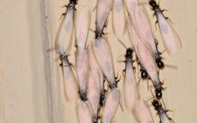 Signs of termites…do you know what they are?