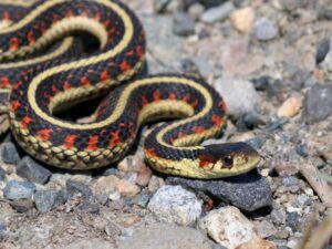 Eastern garter snake in rocks