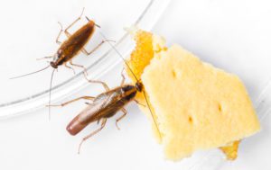 cockroaches eating food on floor