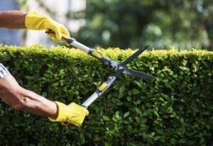 Person trimming hedges