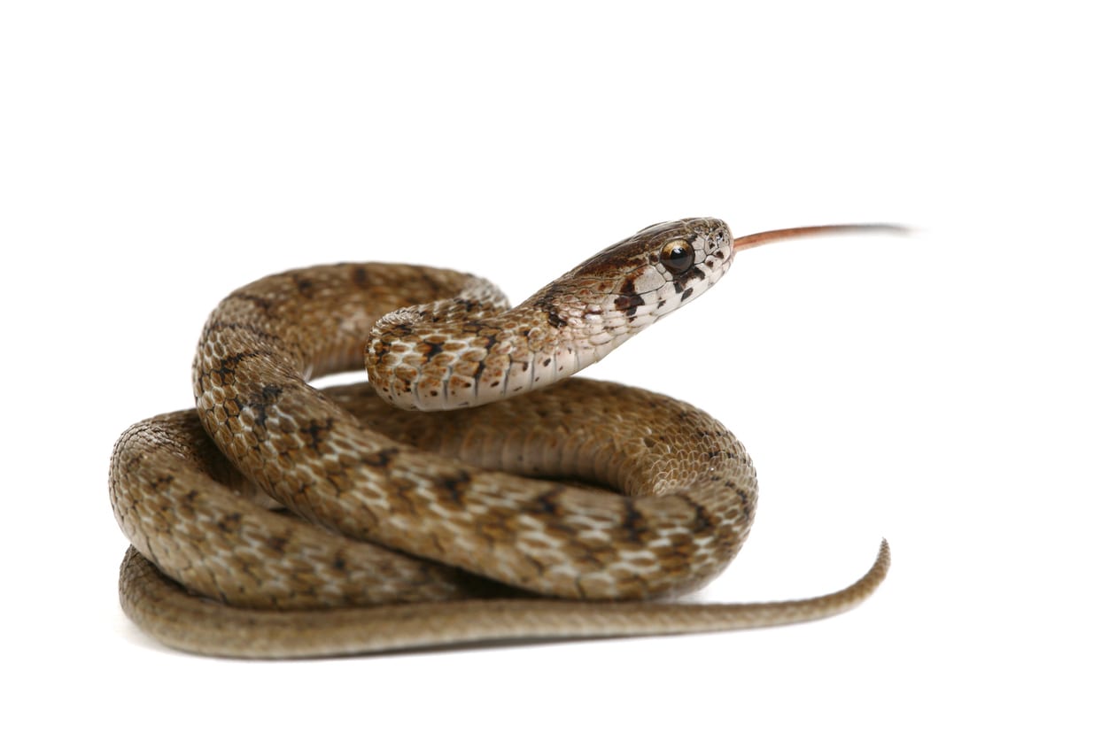 Snake on a white background