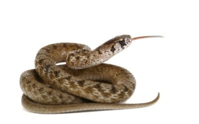 How to Get Rid of Snakes in the Yard