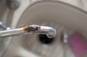 Cockroach on a faucet