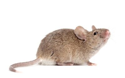 Mouse poison not cutting it? Rose knows rodent control Chicago!