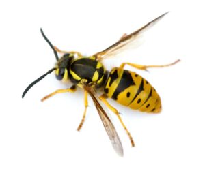 close up of yellow jacket wasp from Rose Pest Solutions