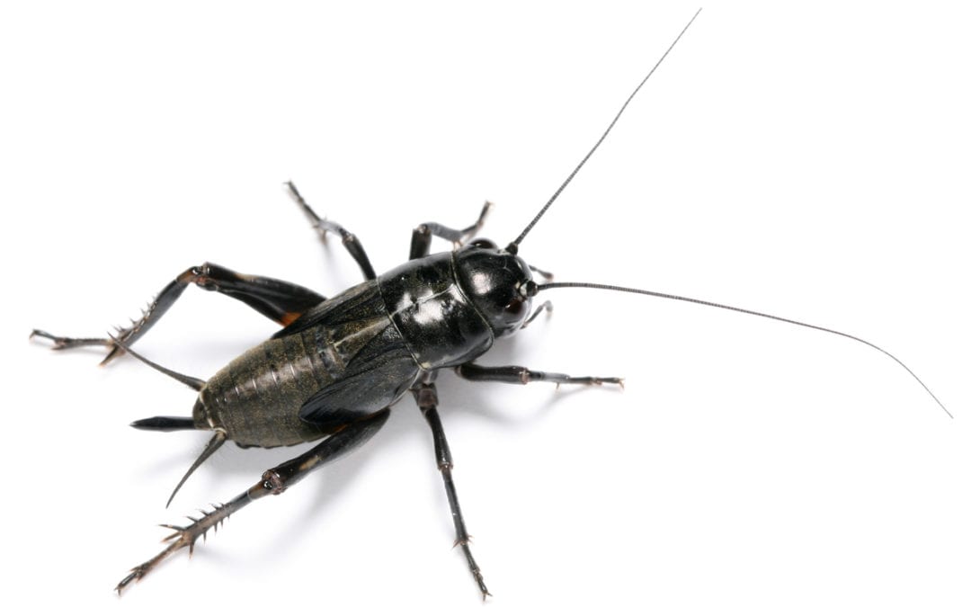 Cricket