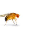 Fruit Fly pest control service is available at Rose Pest Solutions in the Chicago and Rockford DMA.