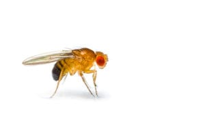 what does a fruit fly look like