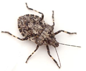 Stink Bug
