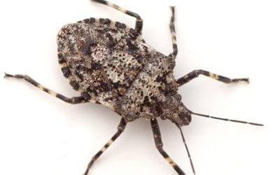 What are those Brown Bugs?