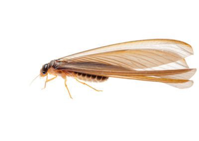 Termite Swarmer Side View on Surface