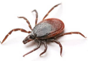 Close-up of a brown and black tick on a white background, highlighting its legs, body segments, and detailed texture—similar in detail to images of the black widow.