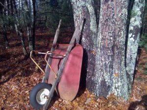 Wheelbarrow Filled with Yard Debris