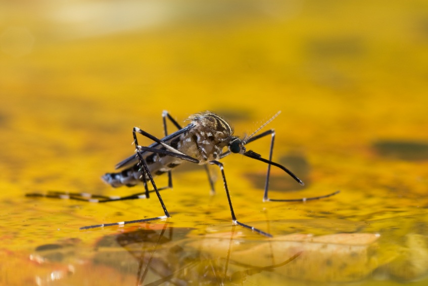 How to Manage Mosquitoes, Come Spring