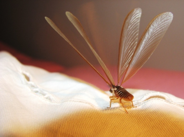 Ant or Termite Identification Close‑up