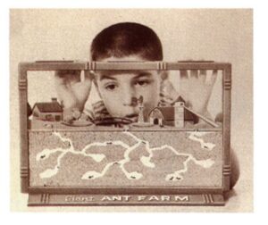 Ant Farm with Active Worker Ants