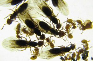 Ant Swarm Gathering on Ground
