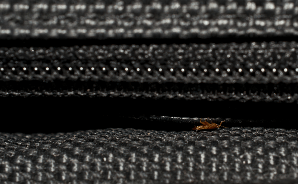 bed_bug_stowaway_no_text-resized-600