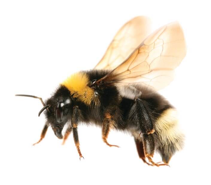 Bumblebee