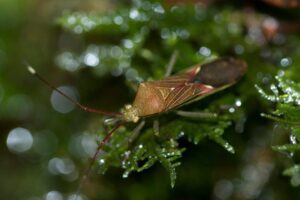 The Kissing Bugs in tree branch The Kissing Bugs in tree branch