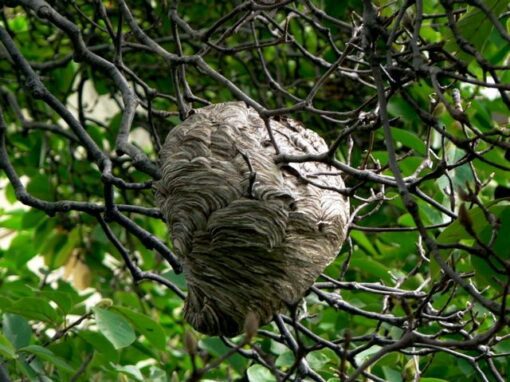 Bald-faced hornet nest attached to a structure