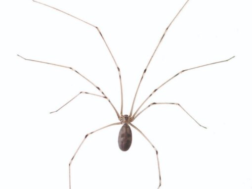 Cellar spider on a web indoors
