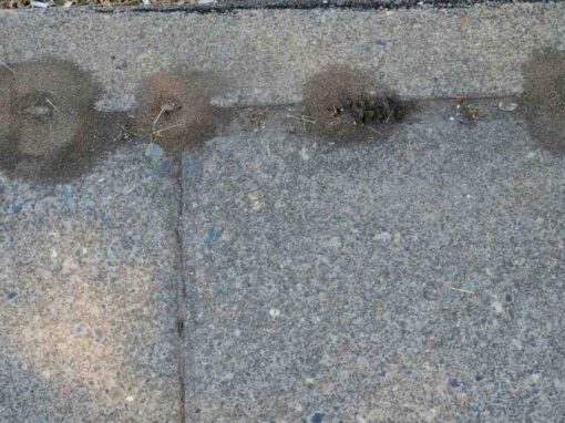 Pavement ant mounds in outdoor ground