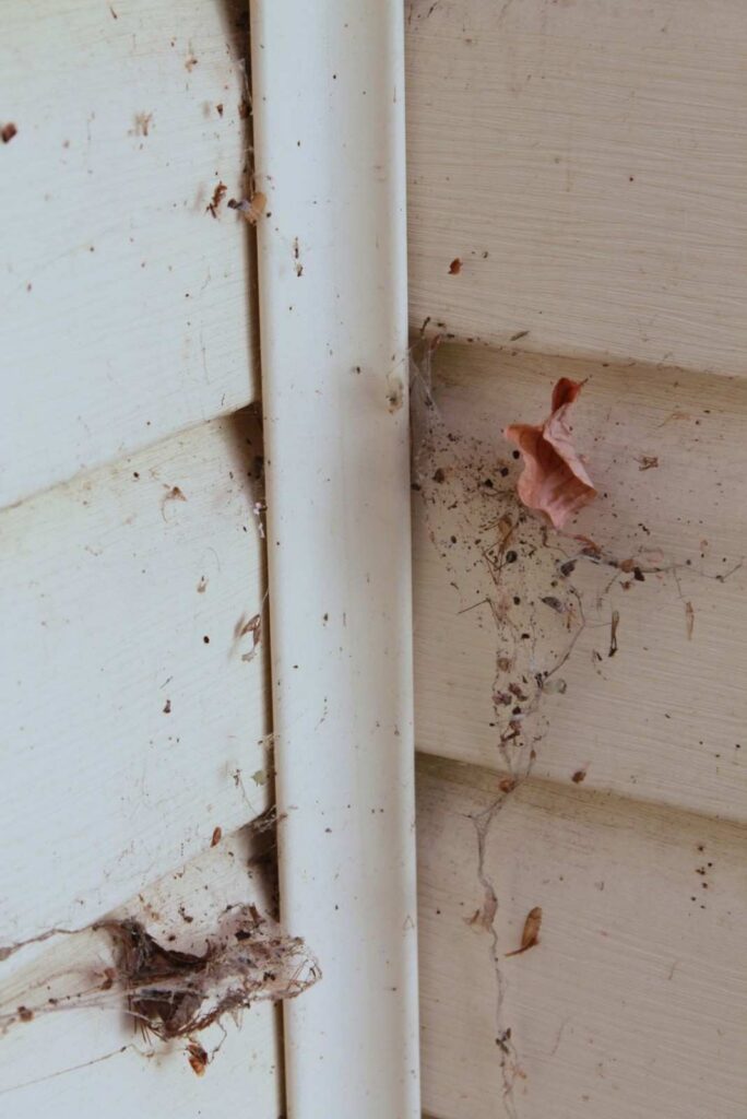 Spider webs on exterior home siding