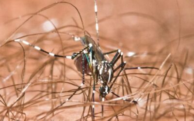 HOW TO MANAGE MOSQUITOES
