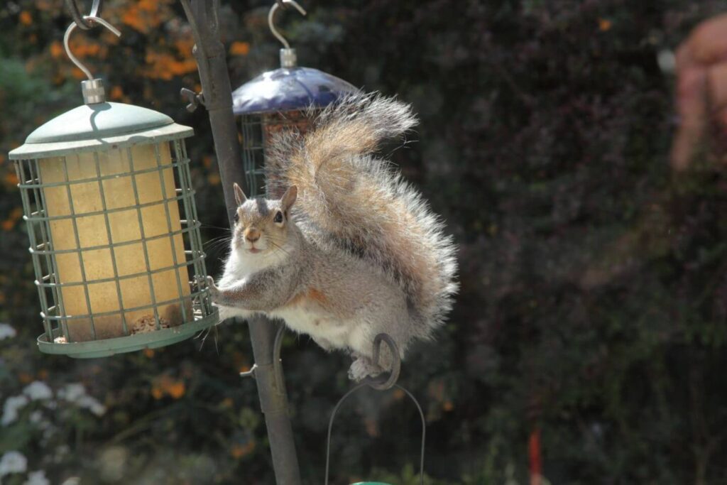 Squirrel on birdfeeder representing pantry pests in Chicago & Rockford, DMA