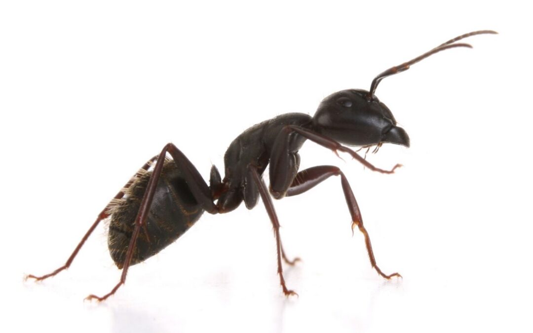 Carpenter Ant