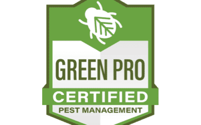 How to kill termites the GREEN way.