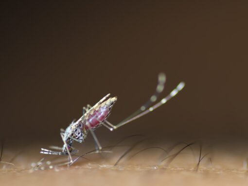 Close-up of a mosquito with a swollen abdomen feeding on human skin, fine hairs visible on the skin surface—a striking reminder of the importance of effective mosquito control.