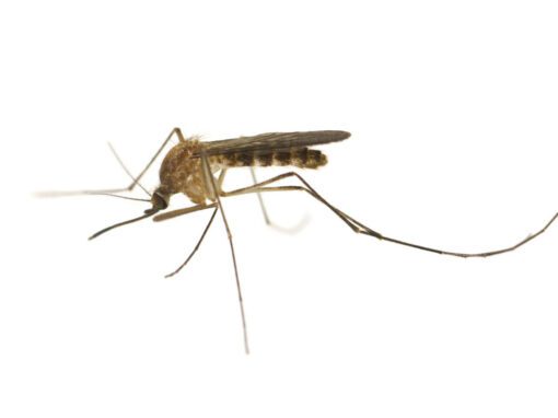 A close-up side view of a mosquito with long legs and wings, isolated on a white background—ideal for illustrating Mosquito Control solutions.