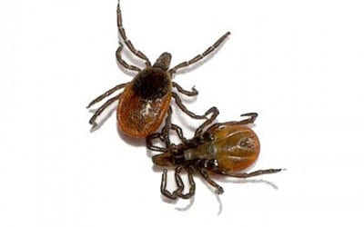 Protect your pets from ticks and fleas in the yard