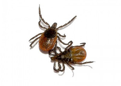 Two deer ticks in the ground, IN