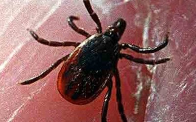 7 tips on how to avoid ticks and disease