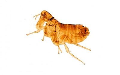 Ticks and fleas in the yard. Protect your pets!