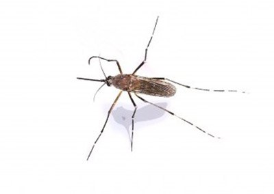 This is a close-up image of a mosquito resting on a surface in Chicago, IL