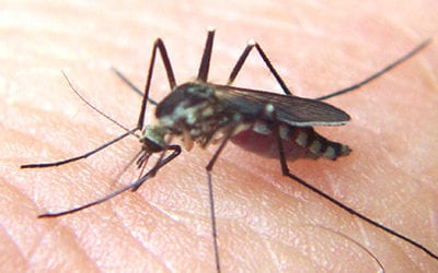 Home mosquito control. Do something before it’s too late.