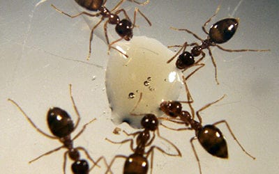 Expert ant exterminators to the rescue!