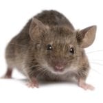 keep mice out House Mouse Close‑up Front View