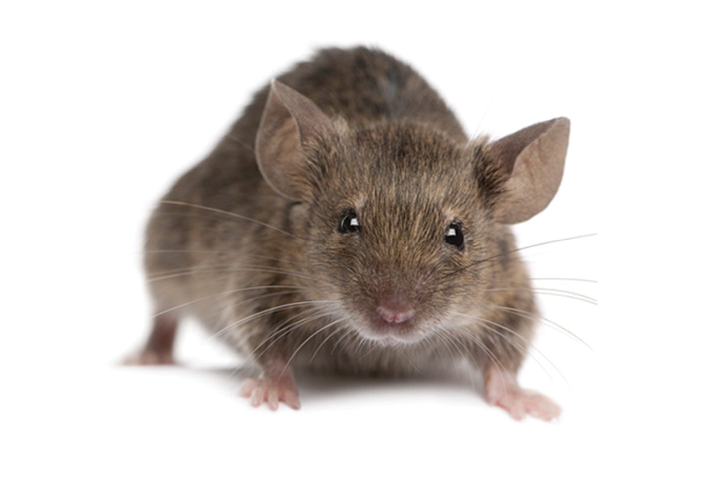 1536x1024_house_mouse.jpg 1536x1024_house_mouse.jpg