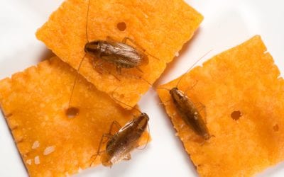 Can bugs cause allergies?
