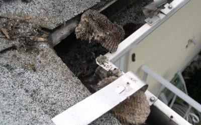 6 Critters That May Be Lurking in Your Gutters