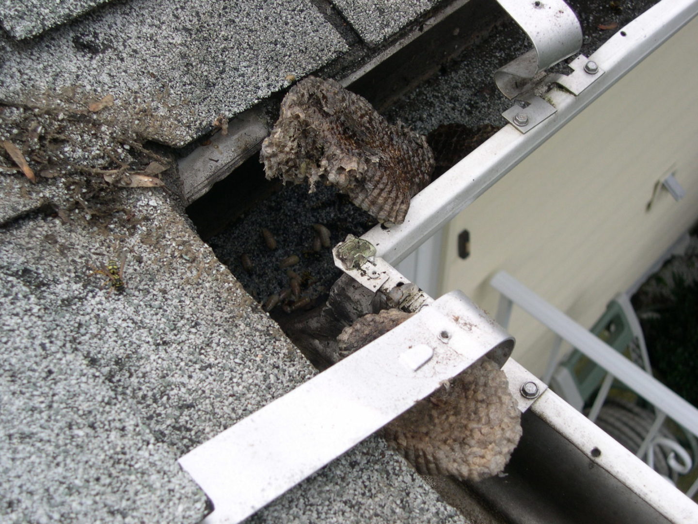 Rain Gutter Blocked by Stinging Insects Nesting Under Roof Edge
