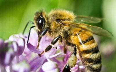 Honey Bees: Our Favorite Pollinators
