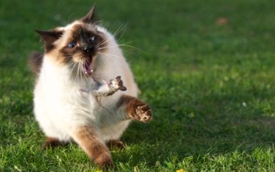 5 Tips for Rodent Control Chicago