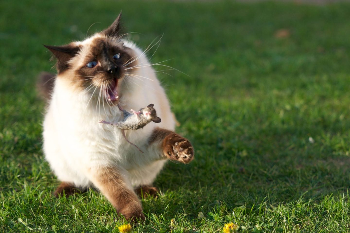 cat flipping mouse into the air cat flipping mouse into the air