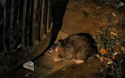 Chicago Is Trying Rat Birth Control. Will It Actually Work?